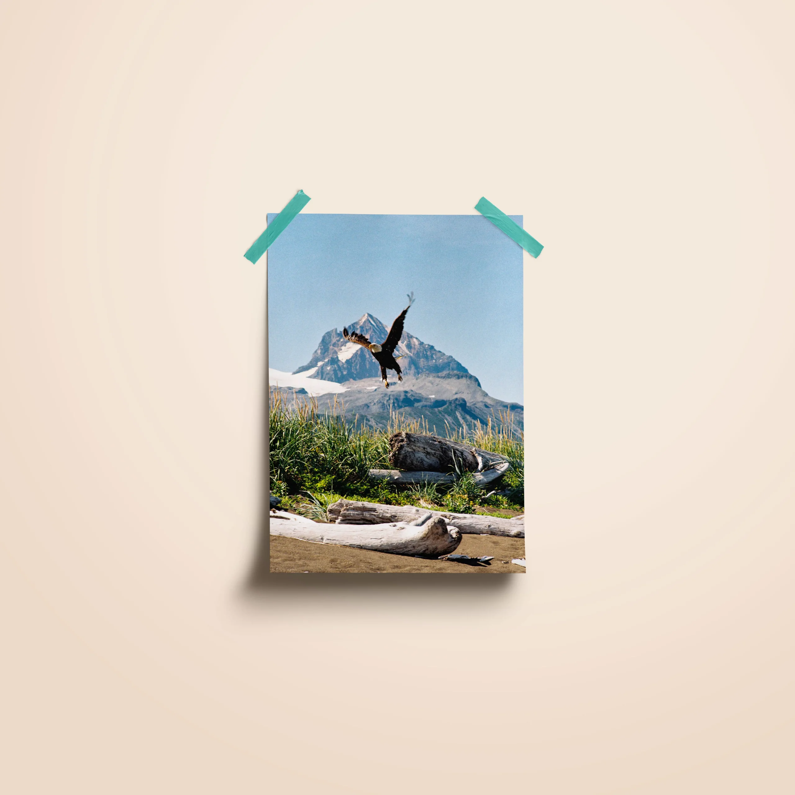 Affiche d'une aigle royale qui s'envole