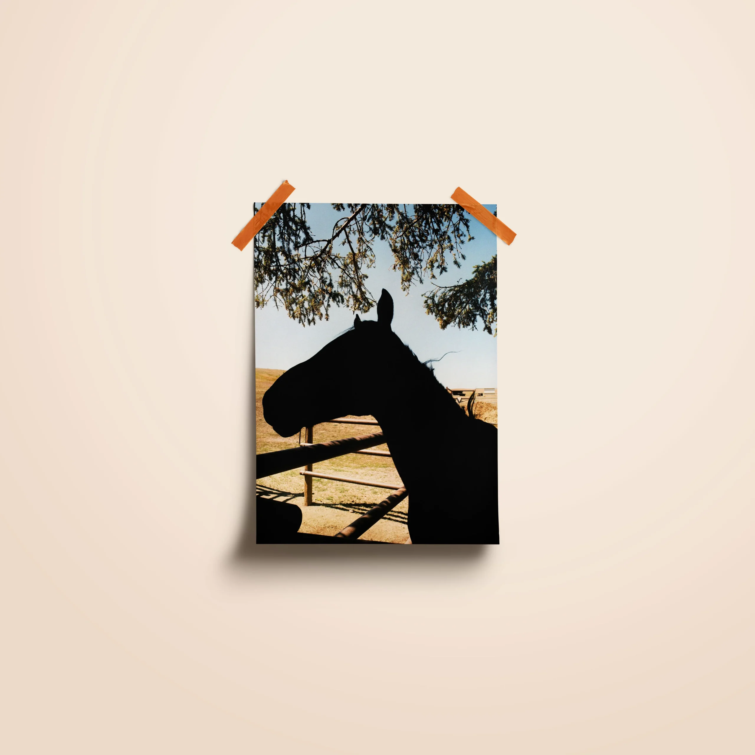 Affiche d'un cheval a contre jour